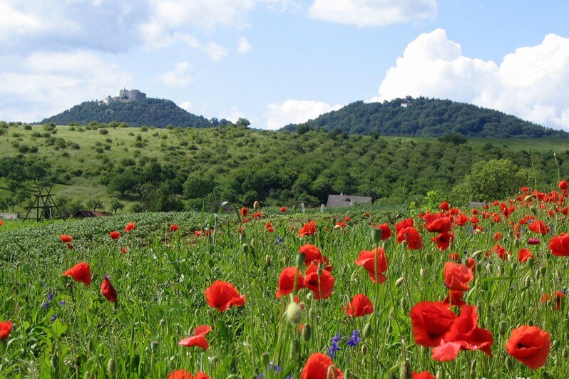 V pozadí hrad Buchlov