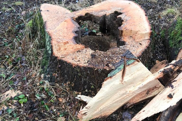 Napadené stromy v bažantnici v Miloticích